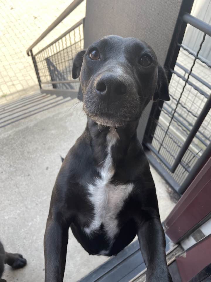 Bob Lum Custom Folding Tanto